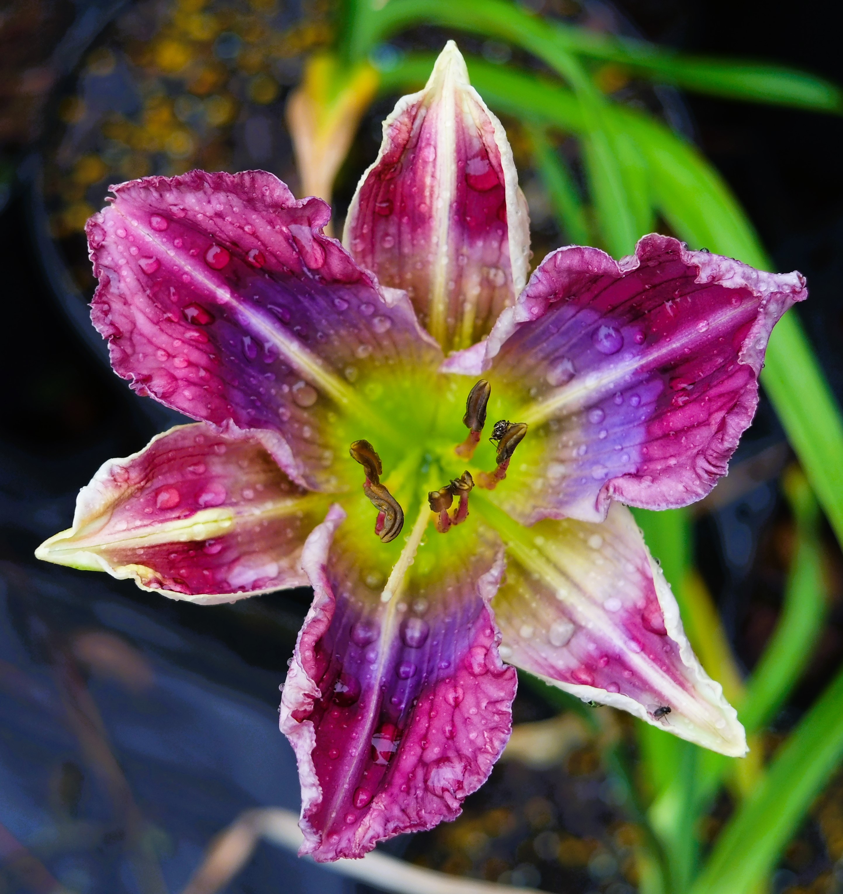 NOID FM SEEDLING
